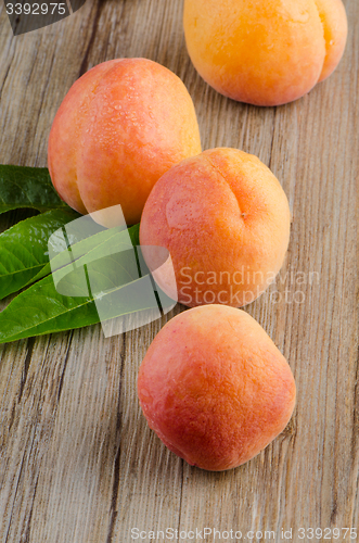 Image of Apricots with leaves