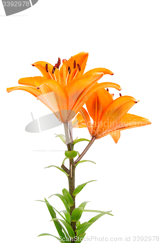 Image of Orange lily flowers