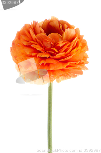 Image of Eustoma flower