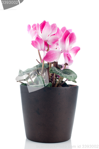 Image of Beautiful pink Cyclamen flower