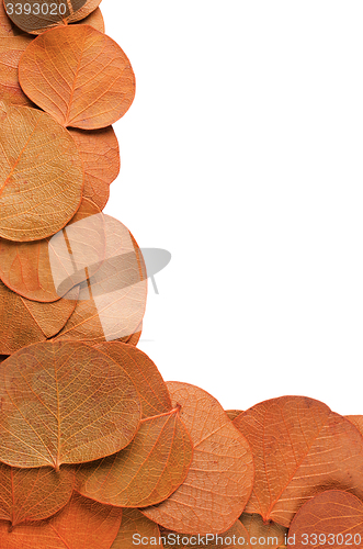 Image of Autumn leaves 