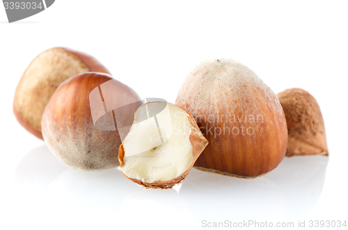 Image of Fresh hazelnuts 