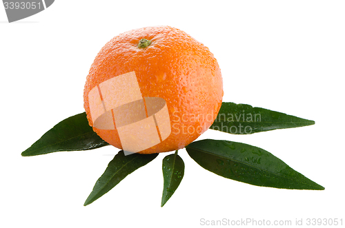 Image of Fresh orange mandarin