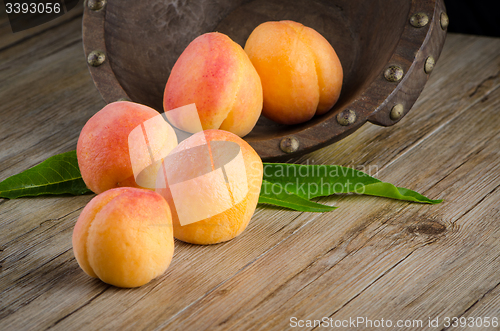 Image of Apricots with leaves