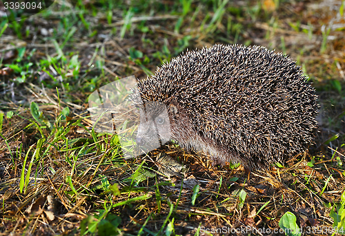 Image of Hedgehog
