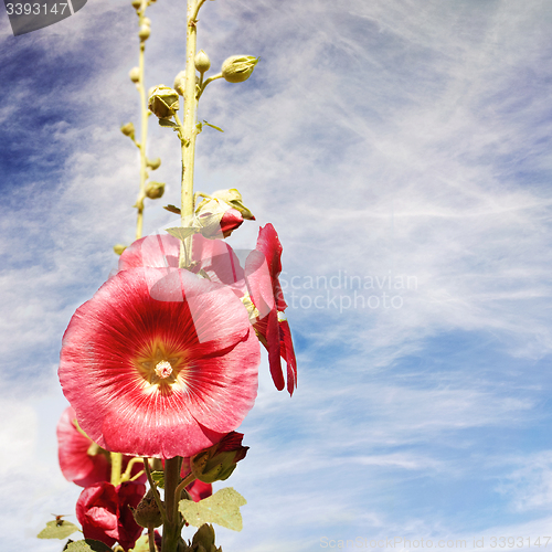 Image of Red flower blossom