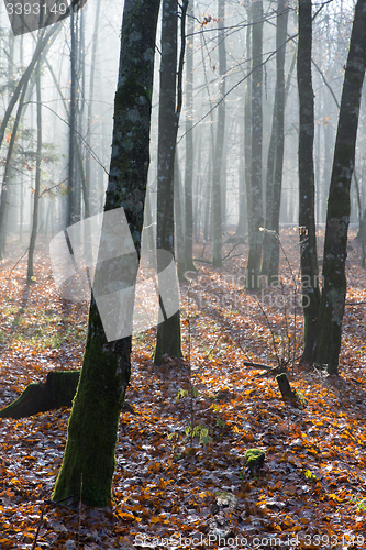 Image of Autumnal misty morning in the forest