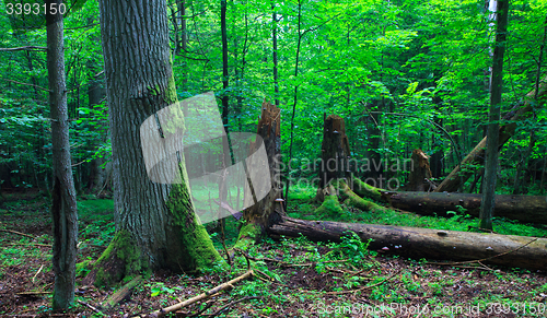Image of Huge old oak tree moss wrapped