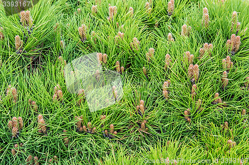 Image of Needles of dwarf pines.