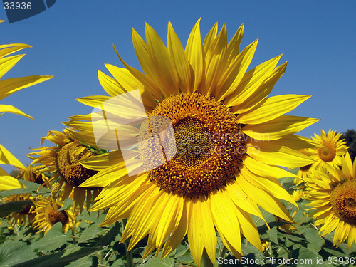 Image of Sunflower