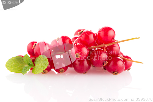 Image of Red Currant