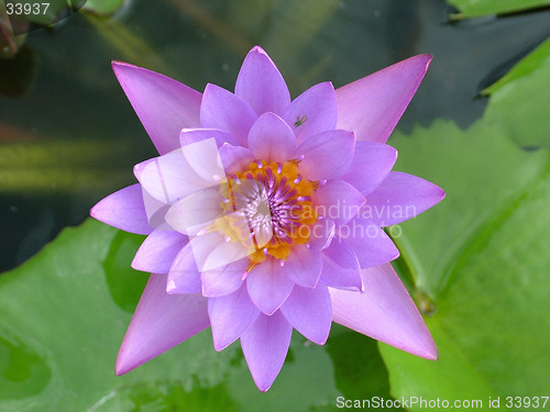 Image of Water Lilly