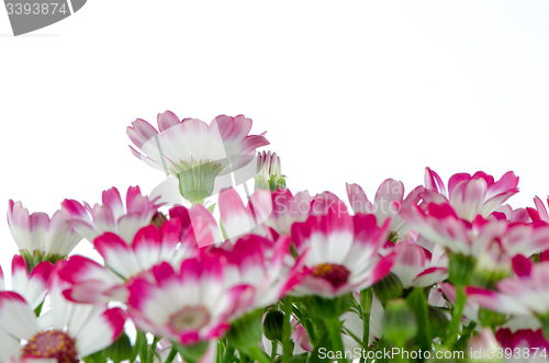 Image of Beautiful pink flowers and green grass