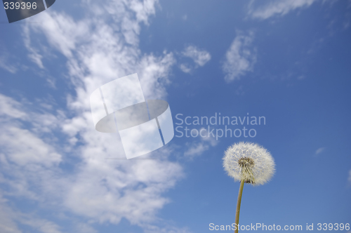 Image of Dandelion