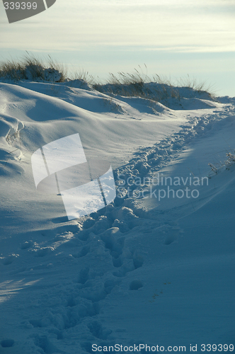 Image of Tracks in the snow