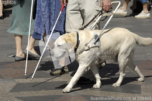 Image of Guide dog