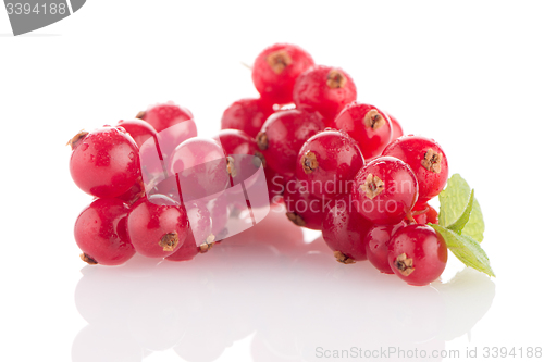 Image of Red Currant