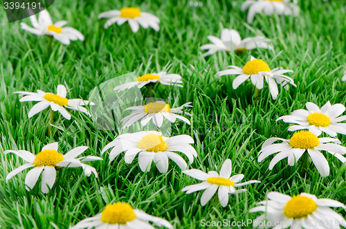 Image of Daisies on grass