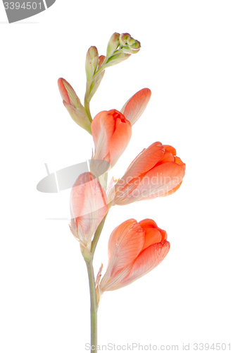 Image of Orange lilies