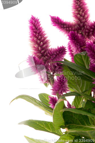 Image of Cockscomb celosia spicata plant