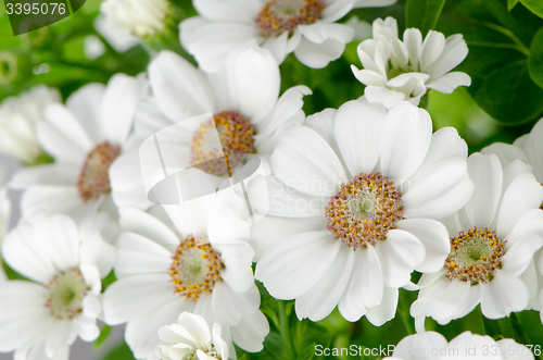 Image of Beautiful Chrysanthemum flowers 