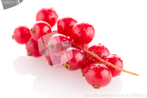 Image of Red Currant