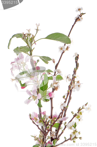 Image of Closeup of Apple blossoms