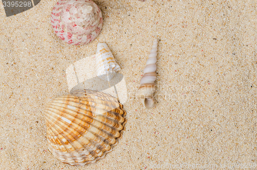 Image of Conchs and shells 