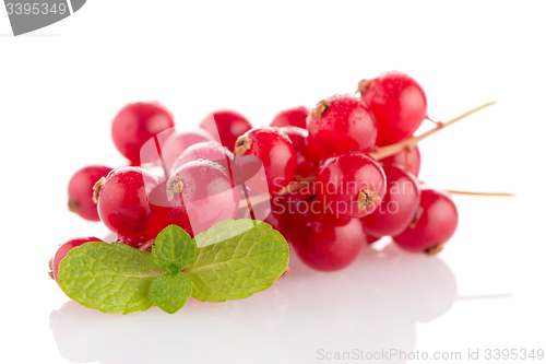 Image of Red Currant