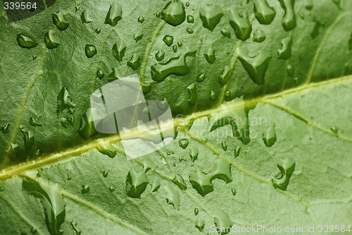 Image of Macro of evergreen leaf with water drops