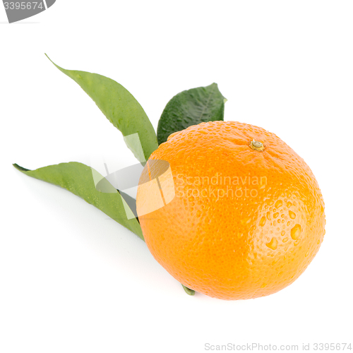 Image of Ripe tangerine or mandarin