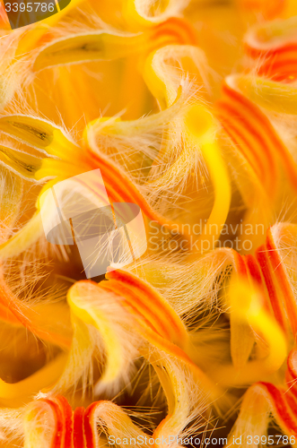 Image of Pincushion Protea