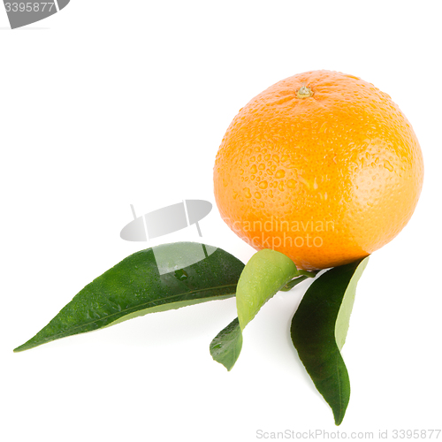 Image of Ripe tangerine or mandarin
