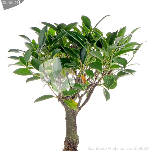 Image of Chinese green bonsai tree