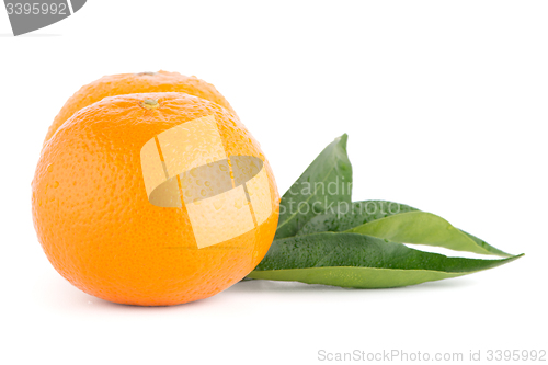Image of Ripe tangerine or mandarin