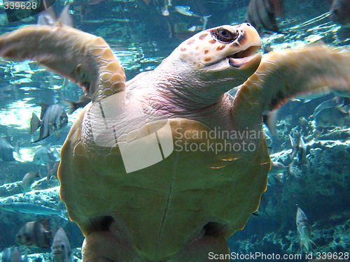 Image of Sea Turtle