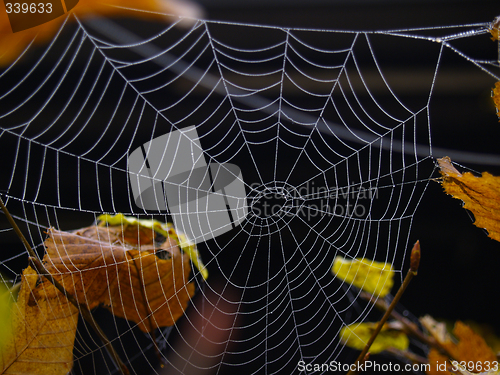 Image of morning dew