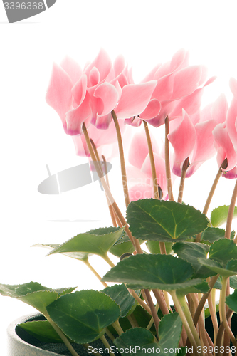 Image of Beautiful pink Cyclamen flower