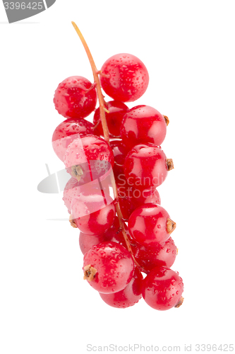 Image of Red Currant