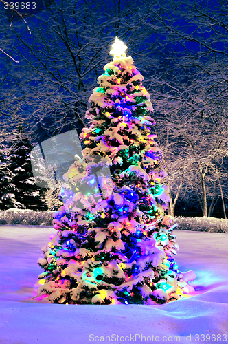 Image of Christmas tree outside