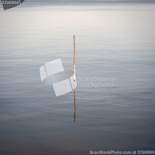 Image of Swallow  sitting on the wooden pole