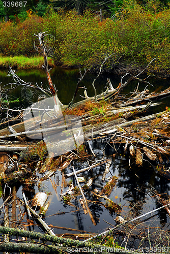 Image of Driftwood in a river