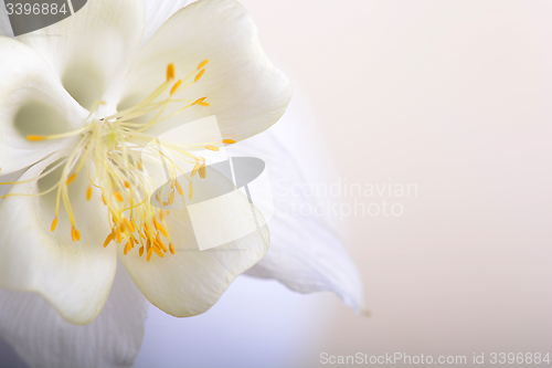 Image of Close up image of white tulip on black
