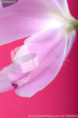 Image of Close up of Pink tulips in the red background