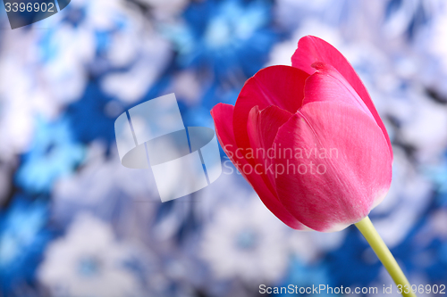 Image of Red tulips on blue and white background