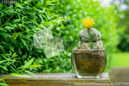 Image of Astrophytum myriostigma cactus with a yellow flower