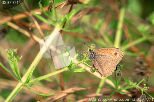 Image of Aphantopus hyperanthus butterfly on a leaf