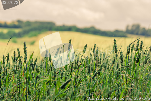 Image of Wheat on a field in the summer