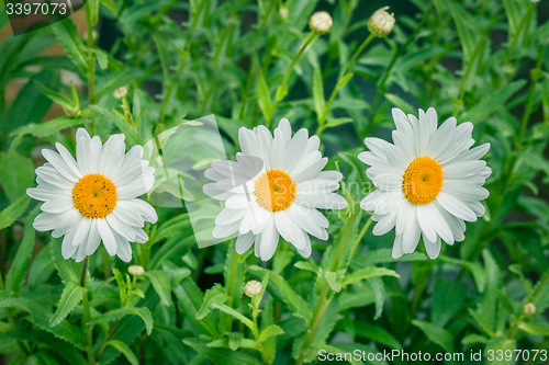 Image of White marguerites on a row