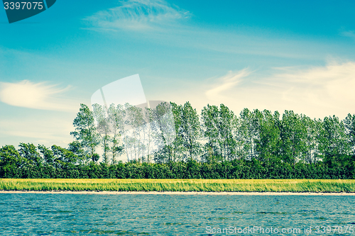 Image of Trees on a row by the ocean